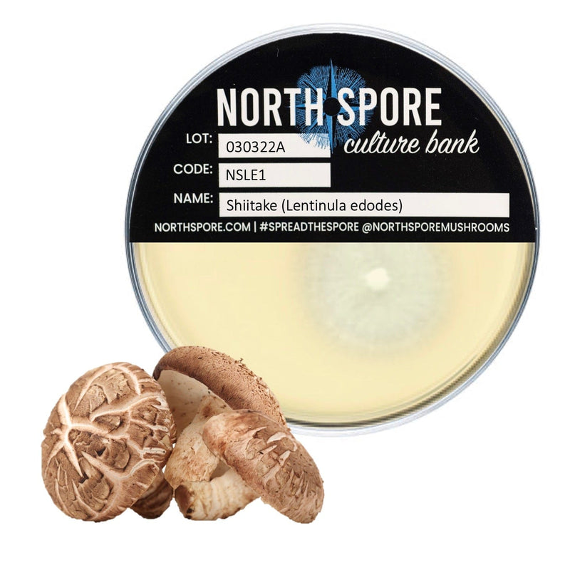 Culture Shiitake Mushroom Agar Plate Culture