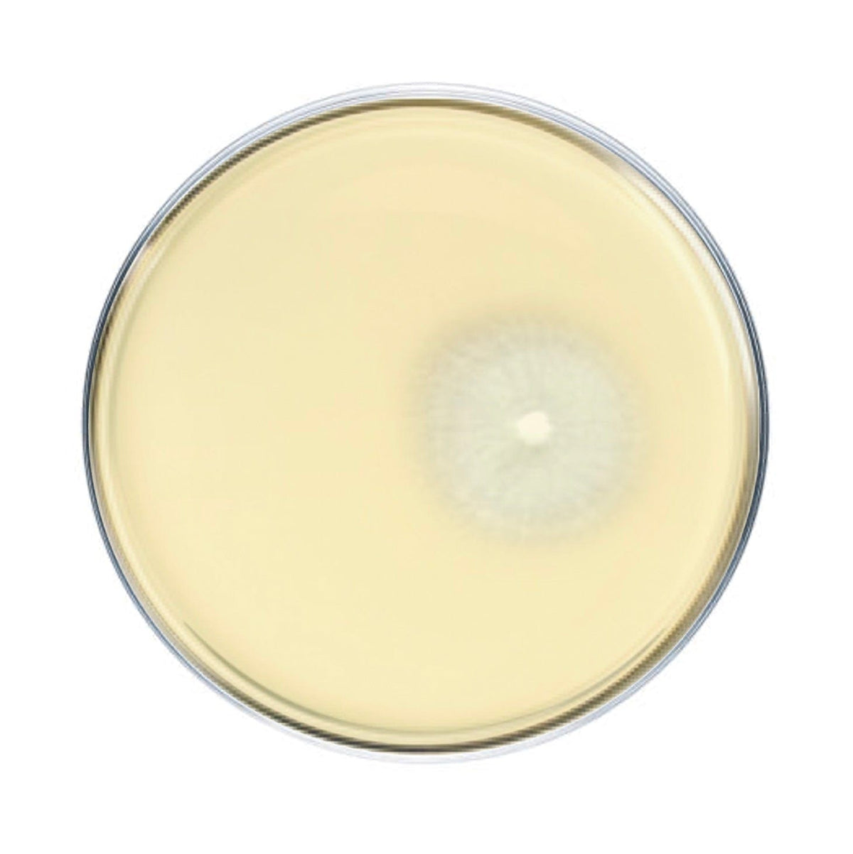 Culture Shiitake Mushroom Agar Plate Culture