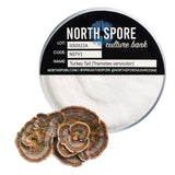 Image thumbnail: Culture Turkey Tail Mushroom Agar Plate Culture