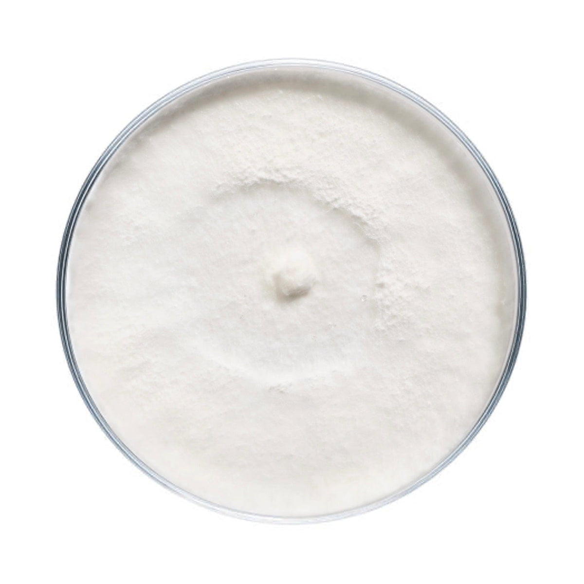 Culture Turkey Tail Mushroom Agar Plate Culture