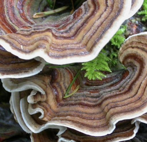 Turkey Tail