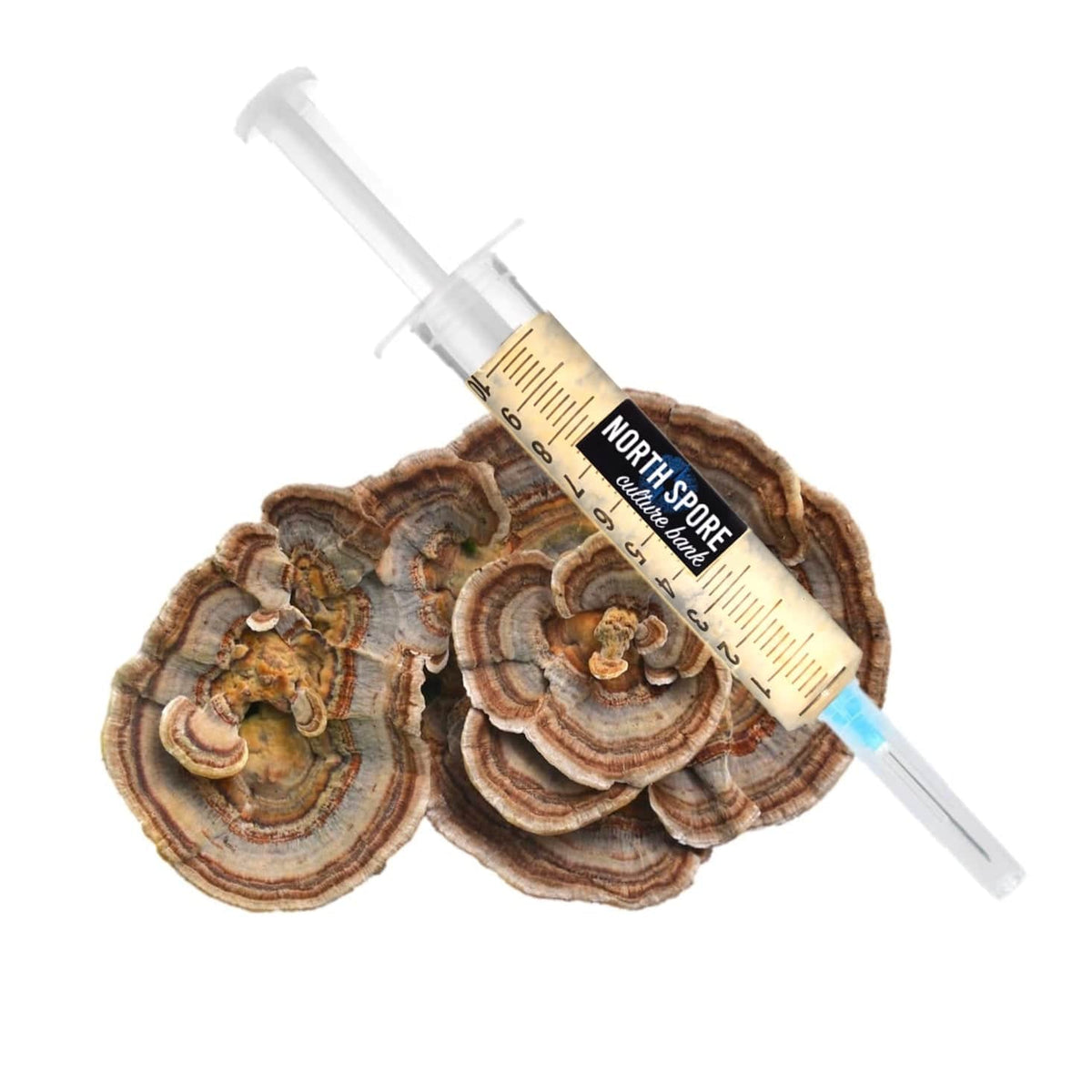 Culture Turkey Tail Mushroom Liquid Culture Syringe