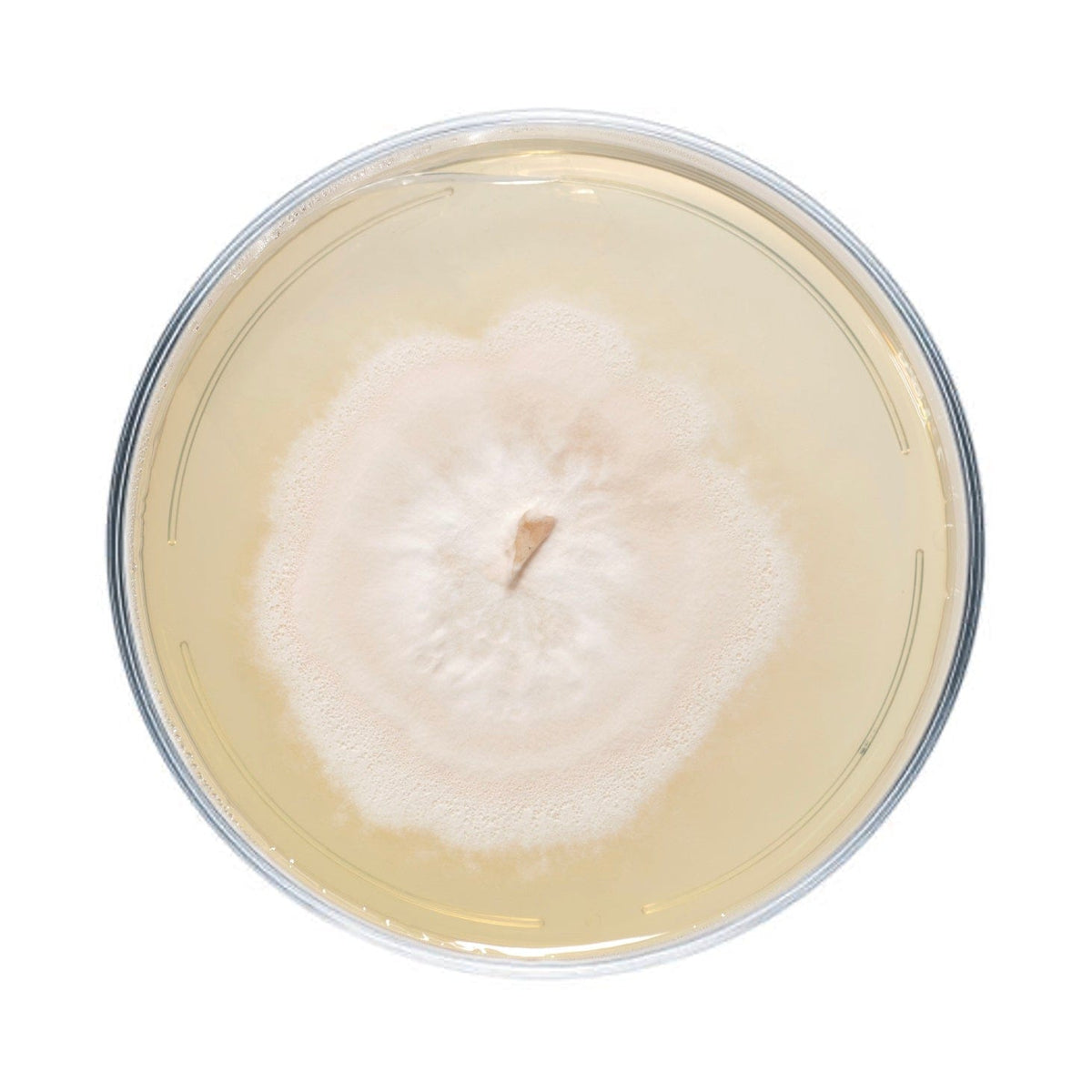 Culture Wine Cap Mushroom Agar Plate Culture