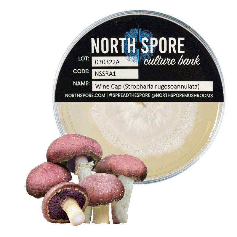 Culture Wine Cap Mushroom Plate Culture