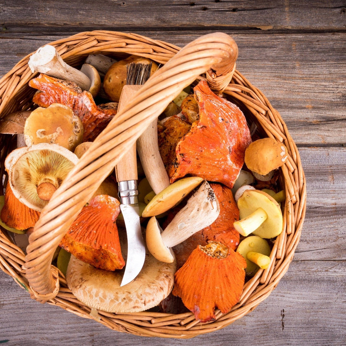A basket of wild foraged mushrooms