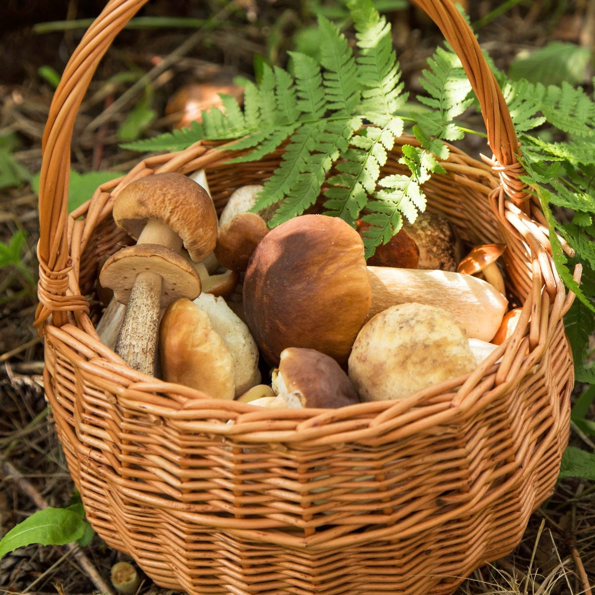 Wild foraged porcini mushrooms