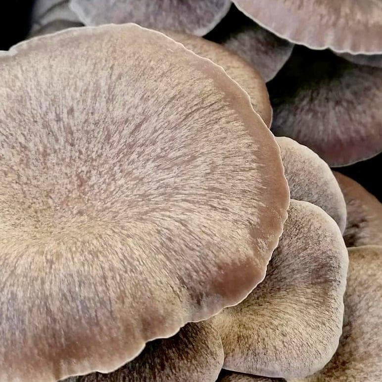 Fruiting Block Black King Mushroom Grow Kit Fruiting Block