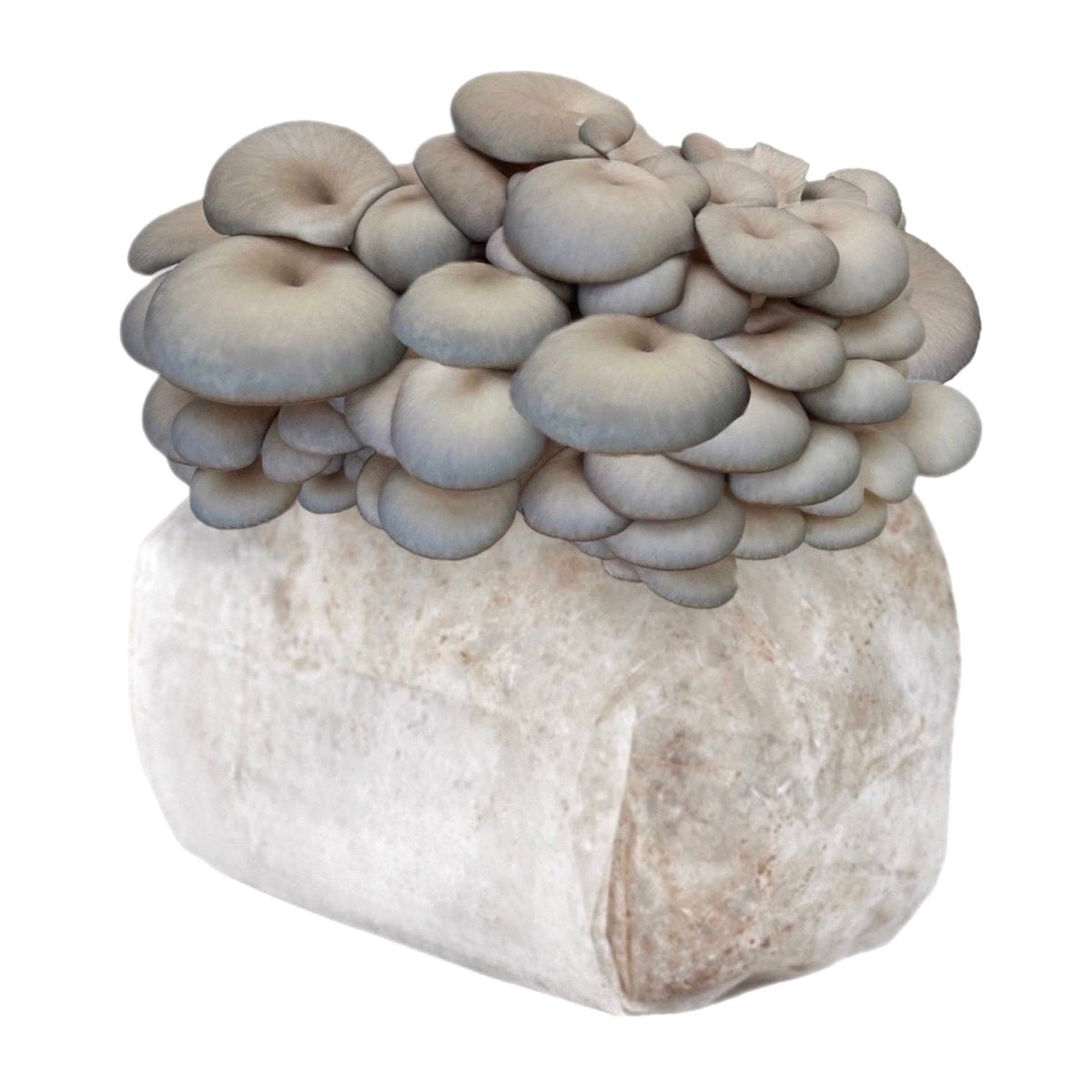 Oyster Mushroom Cultivation