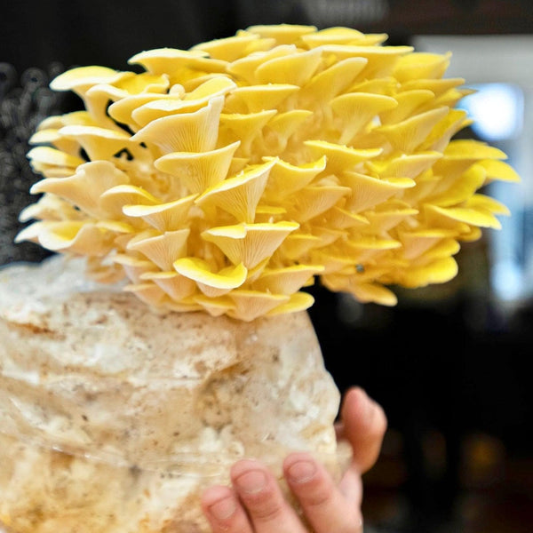 Fruiting Block Golden Oyster Mushroom Grow Kit Fruiting Block