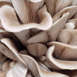 Image thumbnail: Fruiting Block Italian Oyster Mushroom Grow Kit Fruiting Block