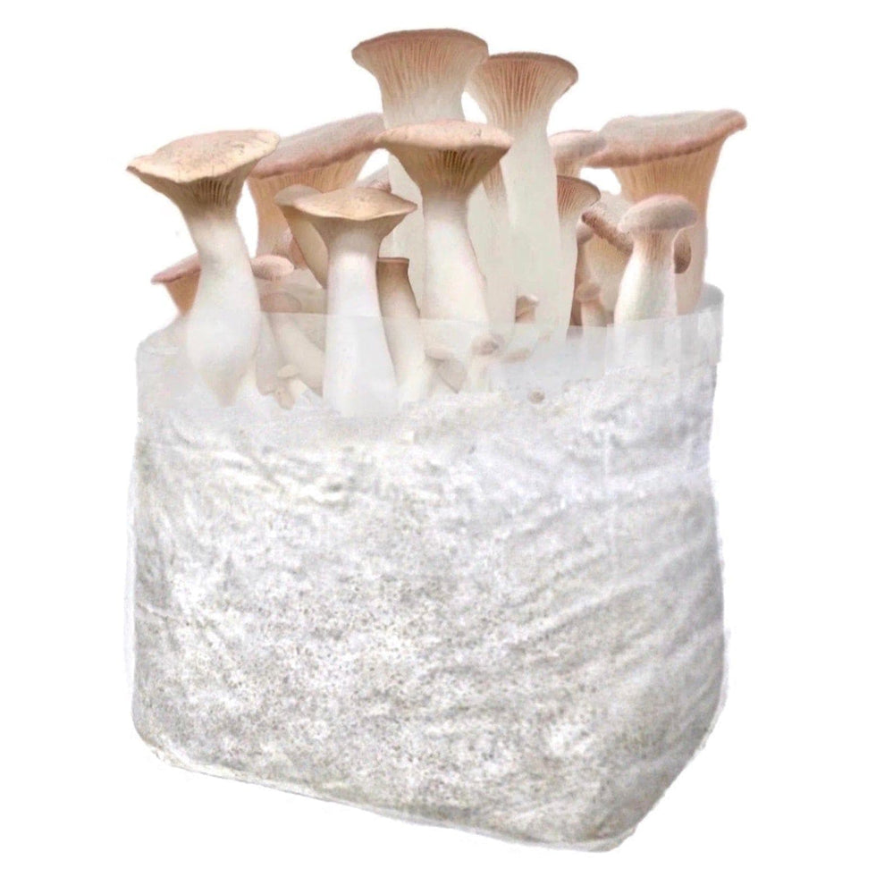 Organic King Trumpet Fruiting Block Mushroom Growing Kit North Spore