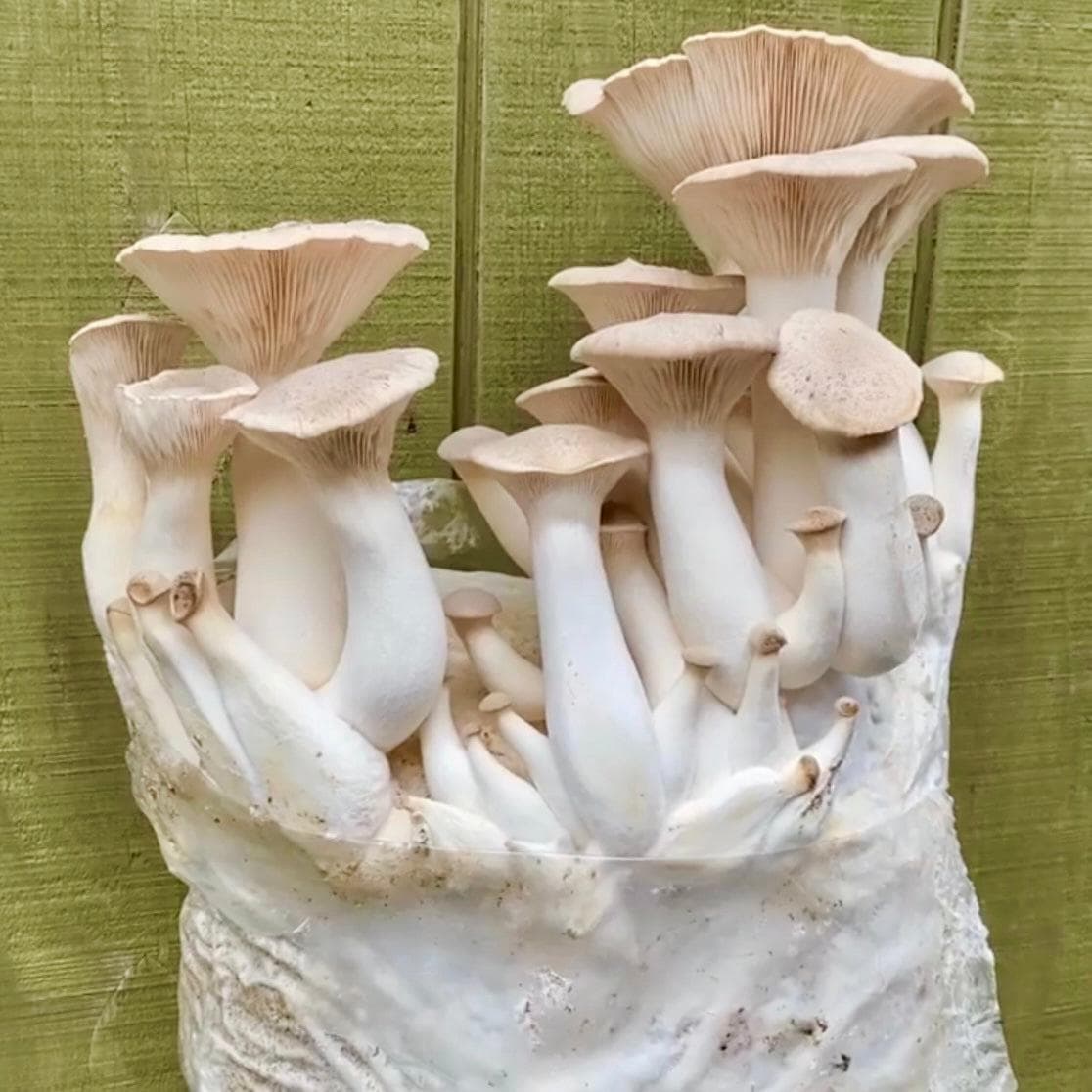 Fruiting Block King Trumpet Mushroom Grow Kit Fruiting Block