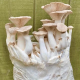 Image thumbnail: Fruiting Block King Trumpet Mushroom Grow Kit Fruiting Block