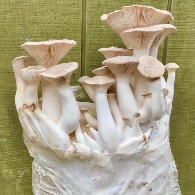 Fruiting Block King Trumpet Mushroom Grow Kit Fruiting Block