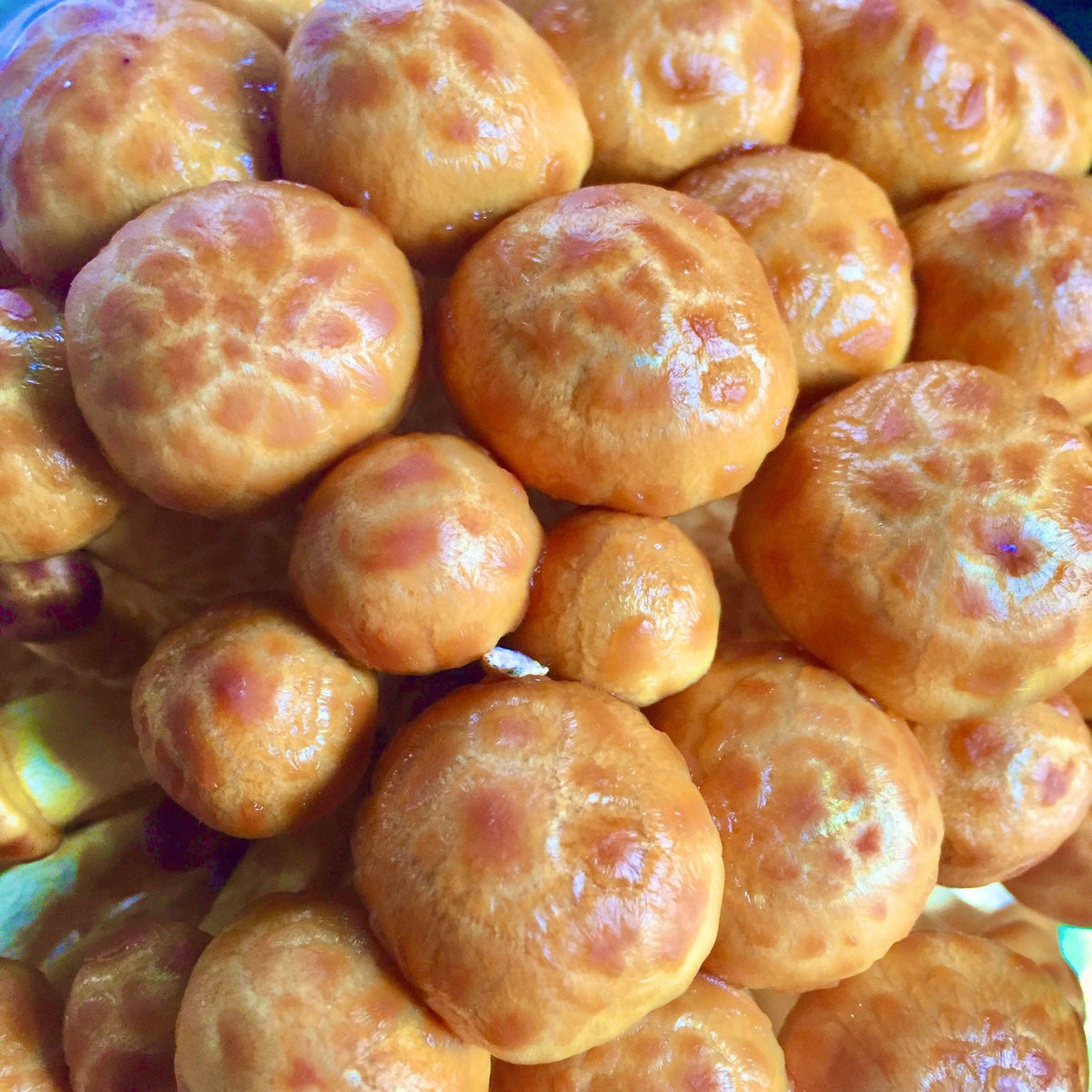 Fruiting Block Nameko Mushroom Grow Kit Fruiting Block