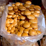 Image thumbnail: Fruiting Block Nameko Mushroom Grow Kit Fruiting Block