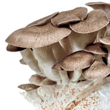 Image thumbnail: Fruiting Block Organic Black King Mushroom Grow Kit Fruiting Block