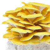 Image thumbnail: Fruiting Block Organic Golden Oyster Mushroom Grow Kit Fruiting Block