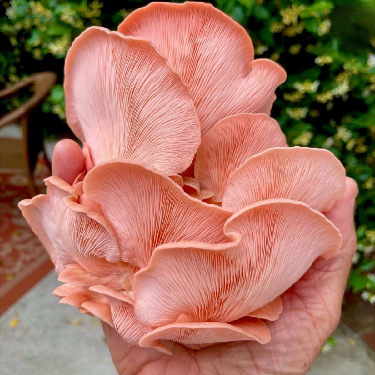Fruiting Block Pink Oyster Mushroom Grow Kit Fruiting Block