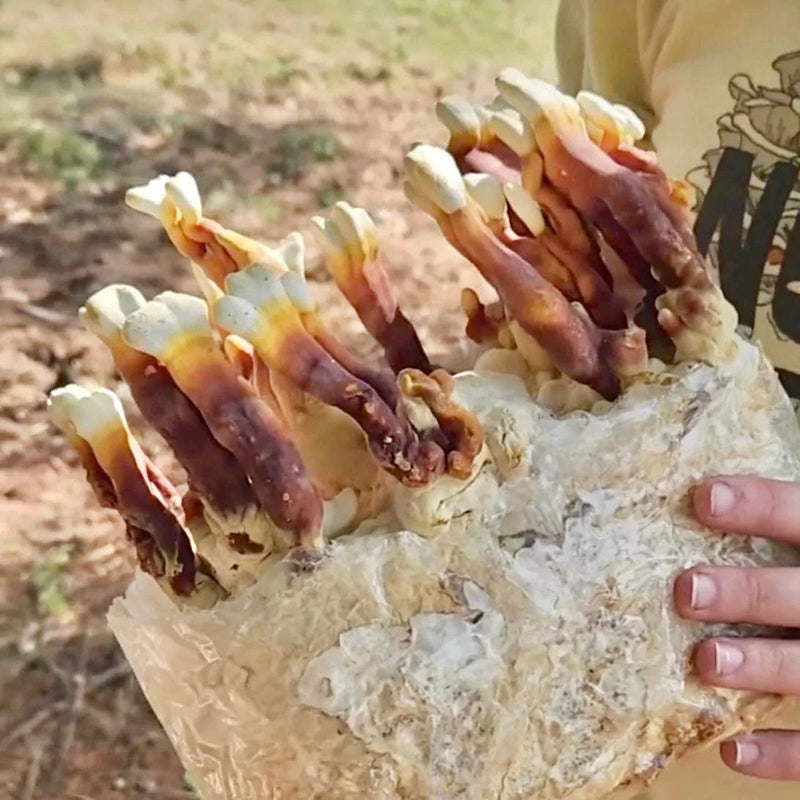 Fruiting Block Reishi Mushroom Grow Kit Fruiting Block