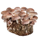 Shiitake