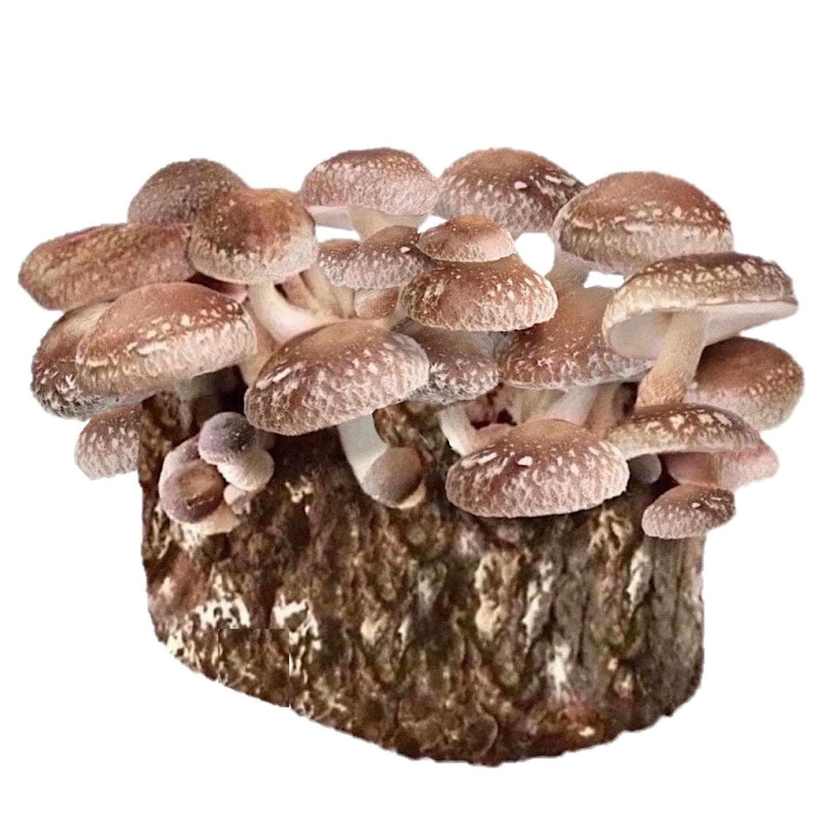 Kit de culture de champignons Shitaké Bio