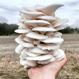 Image thumbnail: Fruiting Block Snow Oyster Mushroom Grow Kit Fruiting Block