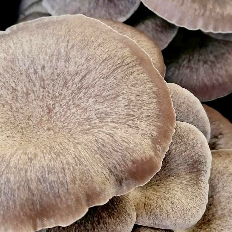 Grain Spawn 6 lb. Organic Black Pearl King Mushroom Grain Spawn