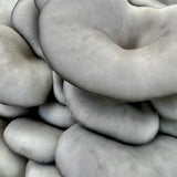 Image thumbnail: Grain Spawn 6 lb. Organic Blue Oyster Mushroom Grain Spawn