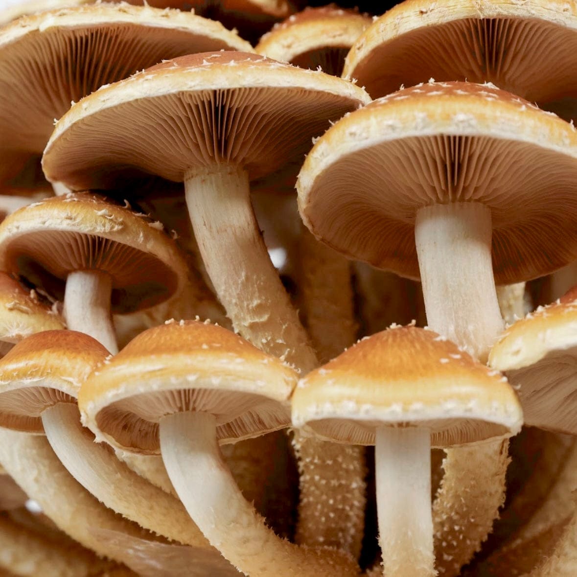 100+ Organic Chestnut Mushroom Plugs For Log Inoculation - Grow Your Own! (USA)