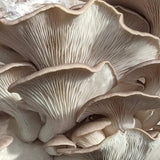 Image thumbnail: Grain Spawn 6 lb. Organic Italian Oyster Mushroom Grain Spawn