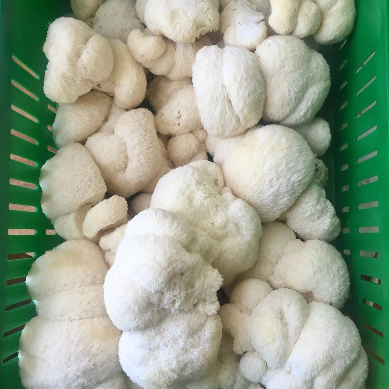 Grain Spawn 6 lb. Organic Lion's Mane Mushroom Grain Spawn