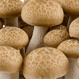 Image thumbnail: Beech mushrooms