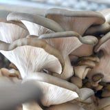 Image thumbnail: Grain Spawn Organic Blue Oyster Mushroom Grain Spawn