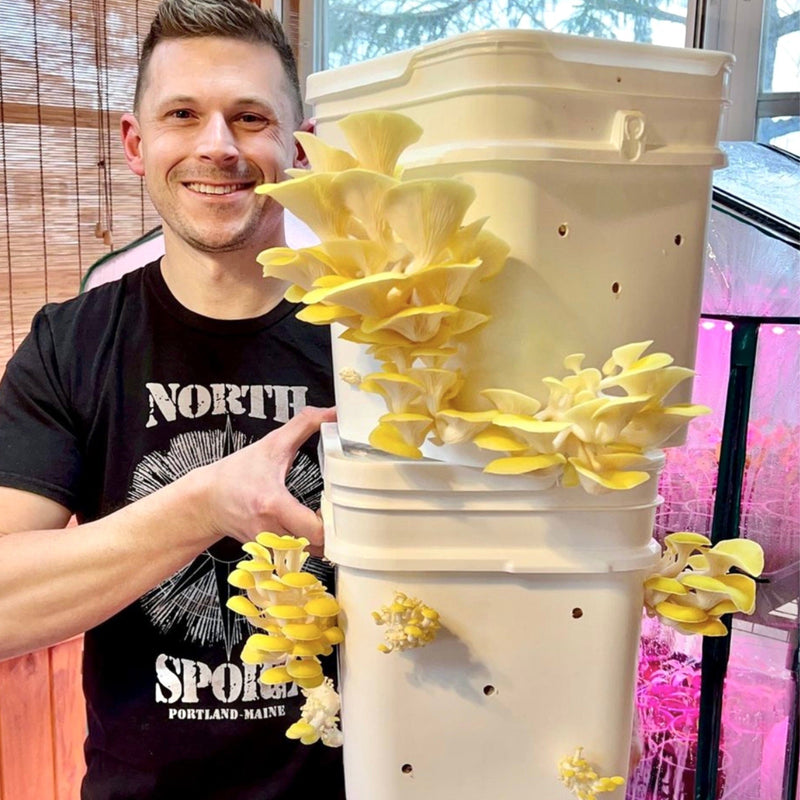 Grain Spawn Organic Golden Oyster Mushroom Grain Spawn