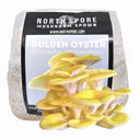 Golden Oyster