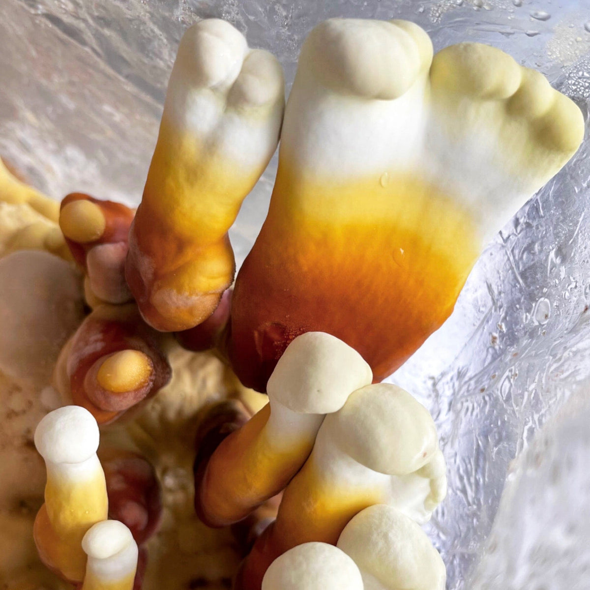 Reishi mushrooms fruiting from a block inoculated with reishi grain spawn