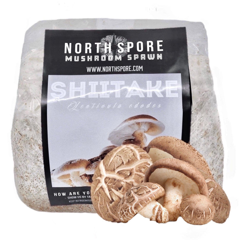 Organic Shiitake Mushroom Grain Spawn North Spore