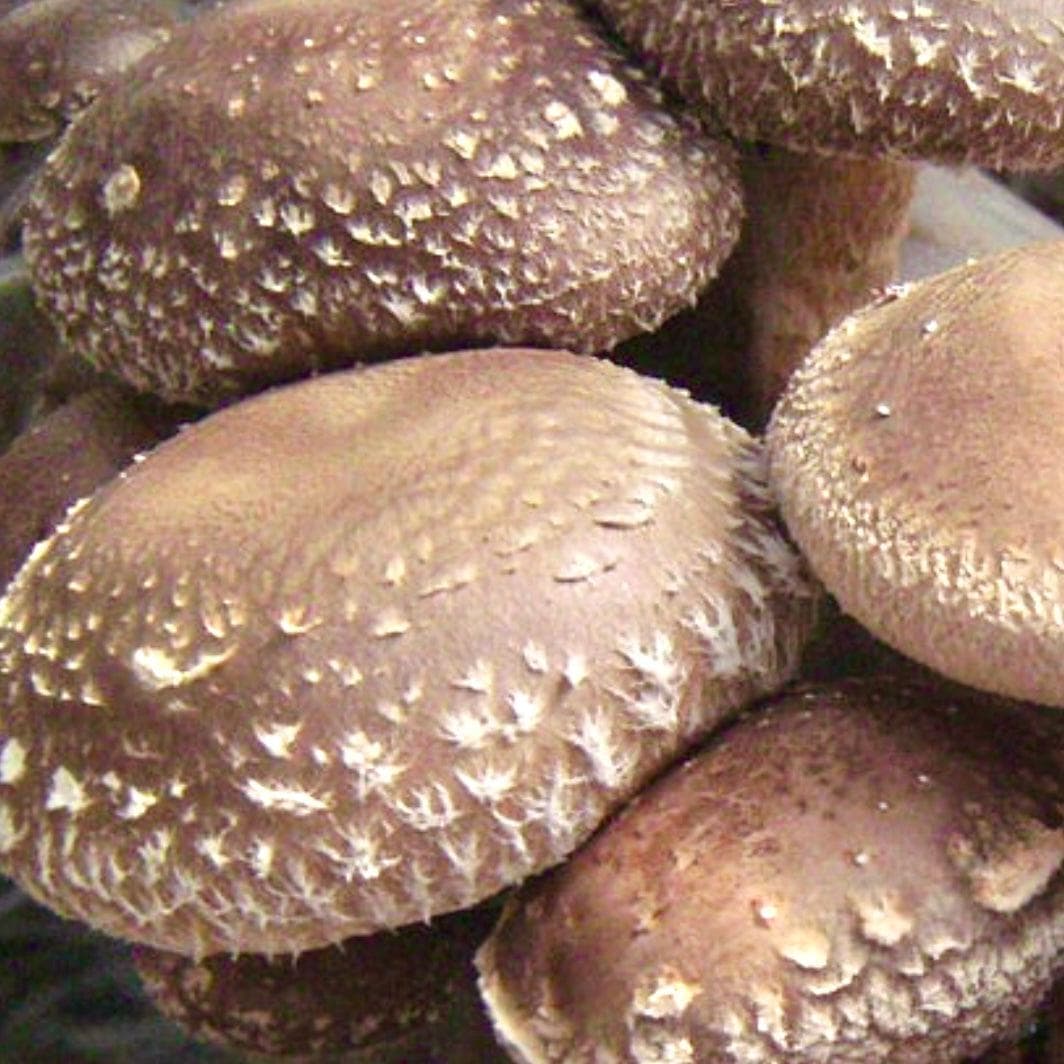 Grain Spawn Organic Shiitake Mushroom Grain Spawn