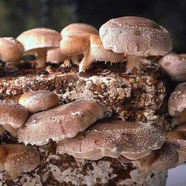 Shiitake