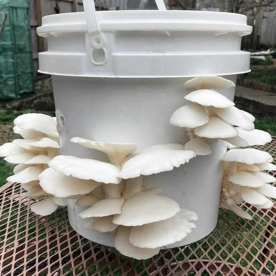 Organic Snow Oyster Mushroom Grain Spawn | North Spore