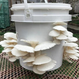Image thumbnail: Grain Spawn Organic Snow Oyster Mushroom Grain Spawn