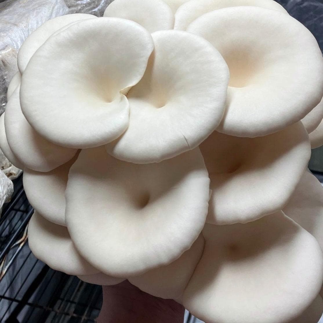 Organic Snow Oyster Mushroom Grain Spawn | North Spore
