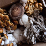 Image thumbnail: A variety of mushroom species in a box