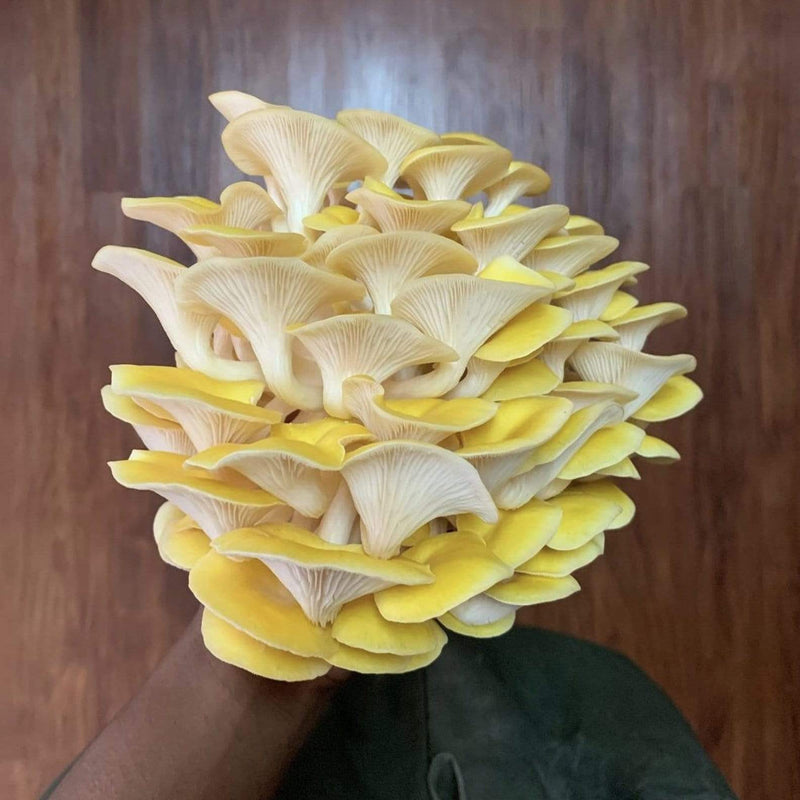 A cluster of golden oyster mushrooms being held