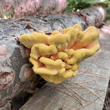 Image thumbnail: Log Kit Chicken of the Woods Outdoor Log Growing Kit