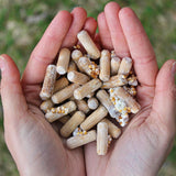 Image thumbnail: Log Kit Hemlock Reishi Mushroom Outdoor Log Growing Kit