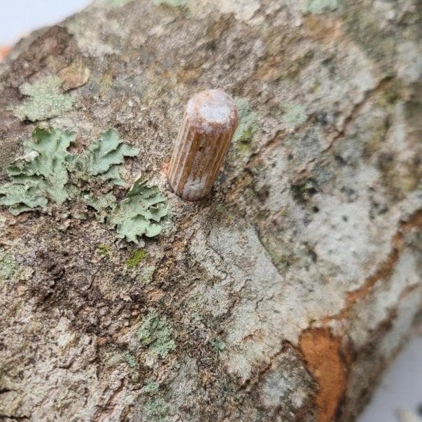 Log Kit Red Reishi Mushroom Outdoor Log Growing Kit