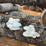 Image thumbnail: Log Kit Snow Oyster Mushroom Outdoor Log Growing Kit