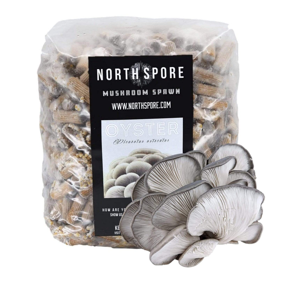 Organic Blue Oyster Mushroom Plug Spawn North Spore